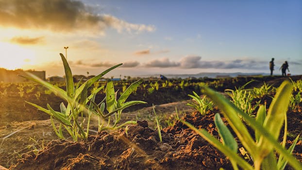 Lush green plants in a Davao farmland at sunset, capturing serene rural life and growth.