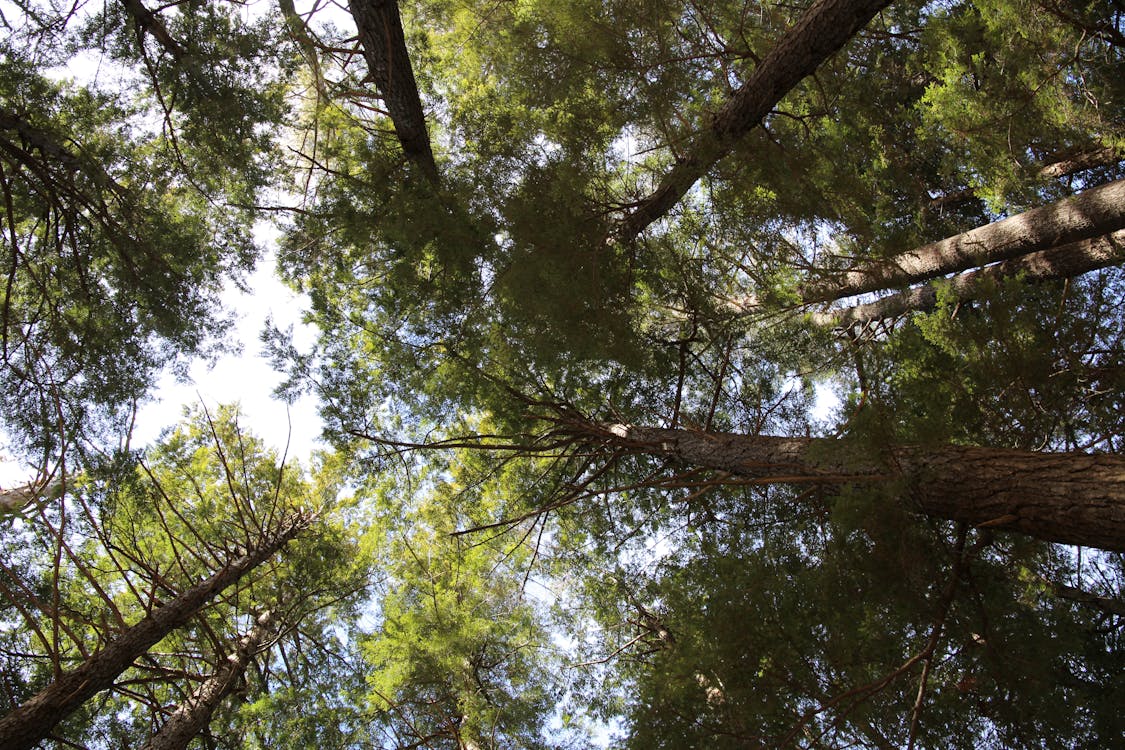 Fotobanka s bezplatnými fotkami na tému les, pohľad zdola, príroda