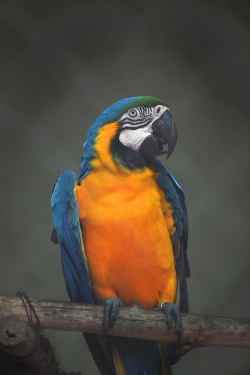 ahşap, Amerika papağanı, dikey atış içeren Ücretsiz stok fotoğraf