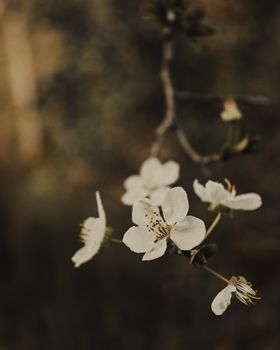 夏日背景中，模糊的自然界细枝上开着白色花瓣的小花