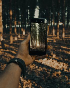 Hand of unrecognizable photographer taking picture of tall trees on cellphone while standing on alley in forest in autumn day on blurred background