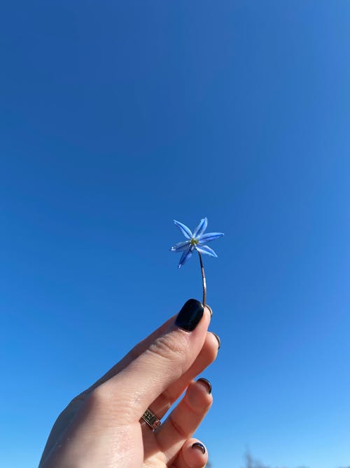 Free Close-Up Shot of a Person Holding a Tiny Flower Stock Photo