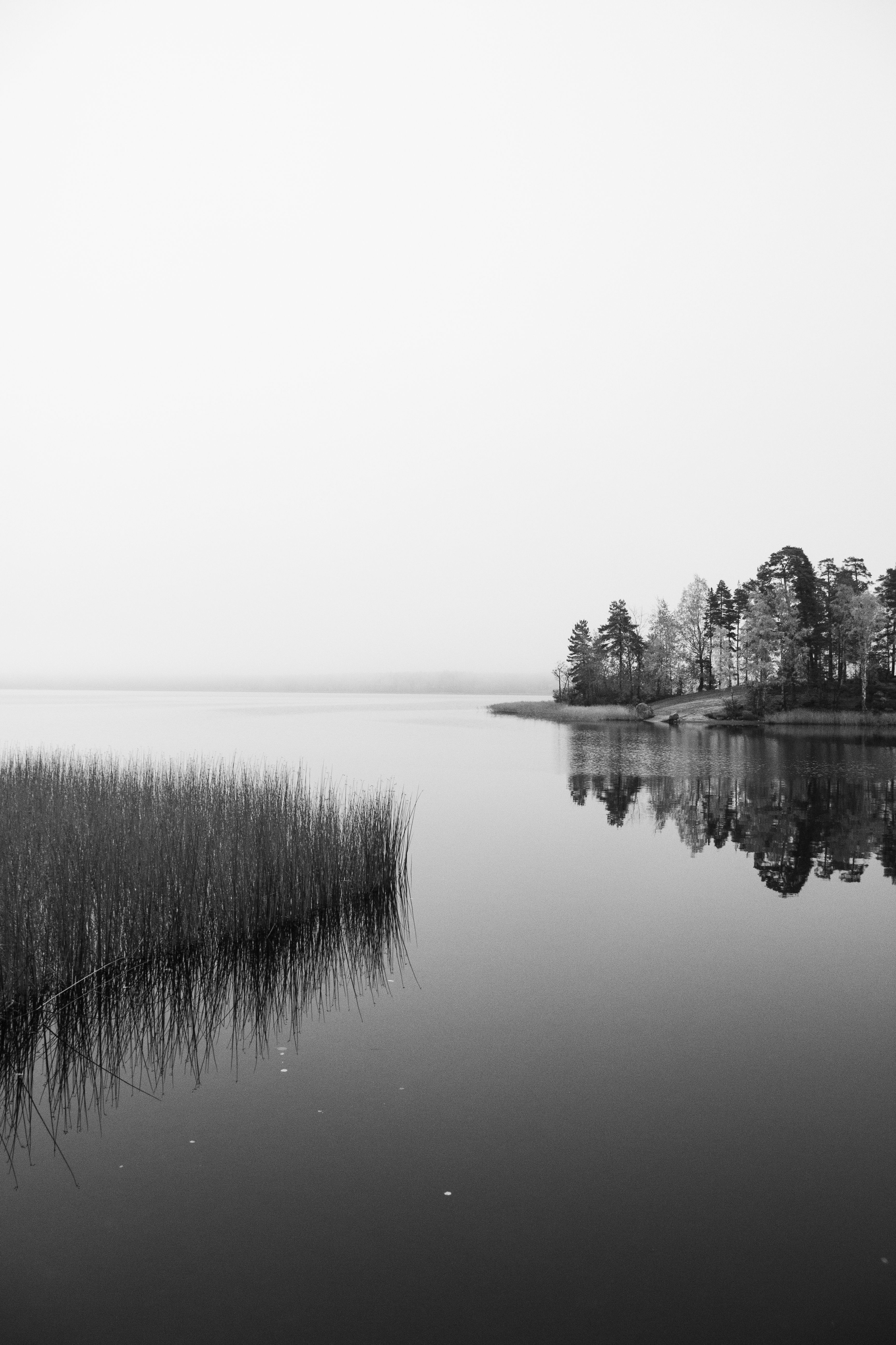 Calm monochrome scene of a tranquil lake reflecting trees in misty ambiance.