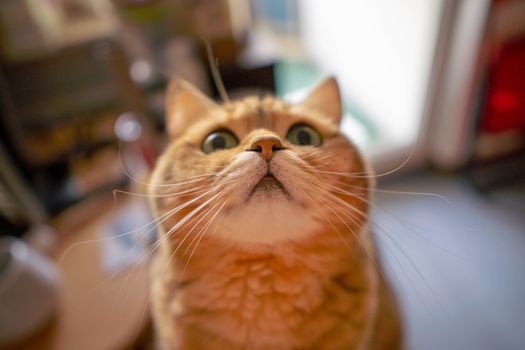 这是一张迷人的特写镜头，捕捉了一只好奇的虎斑猫在舒适的室内环境中，胡须清晰可见