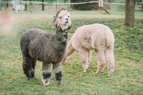 Lamas auf der Weide