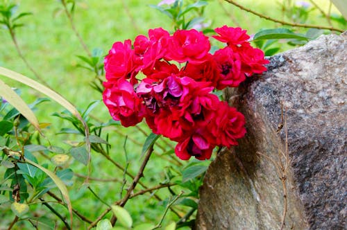 庭のバラの無料の写真素材