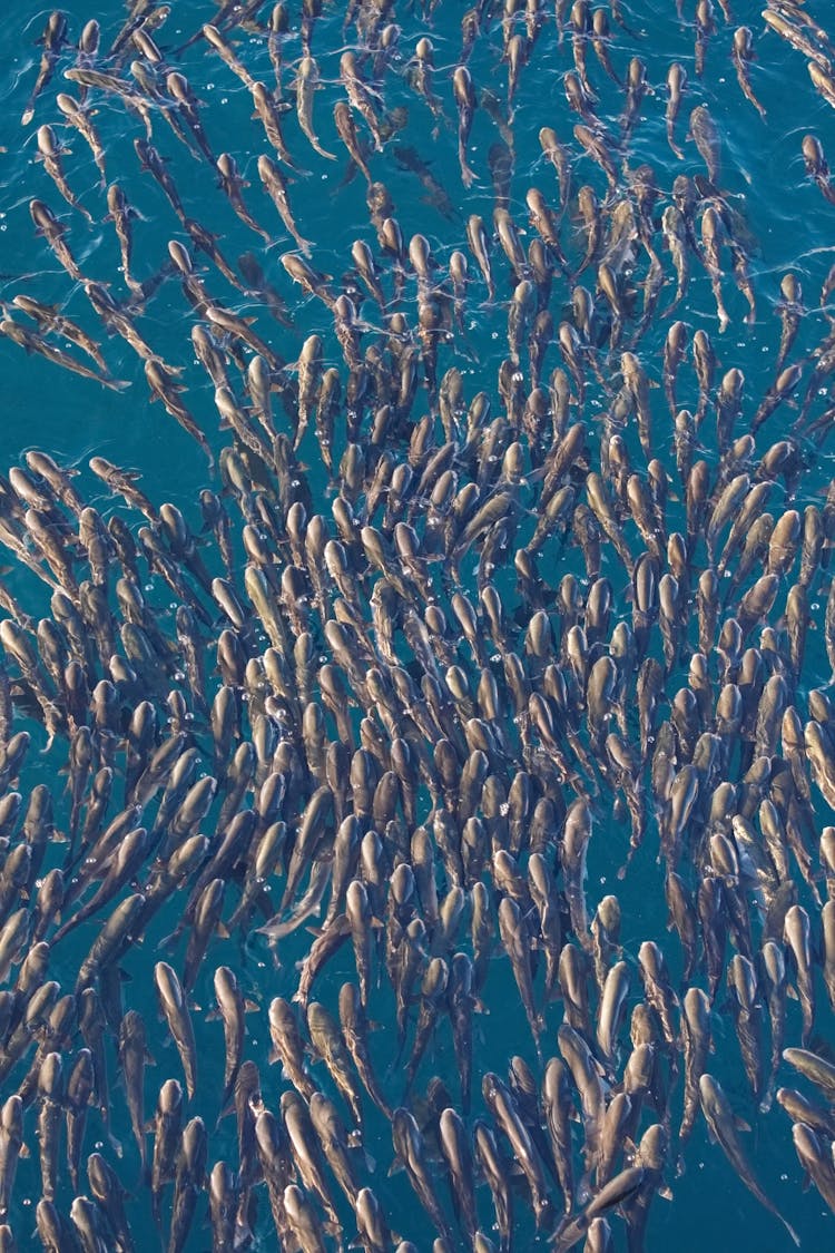 Flock Of Fish In Ocean Water