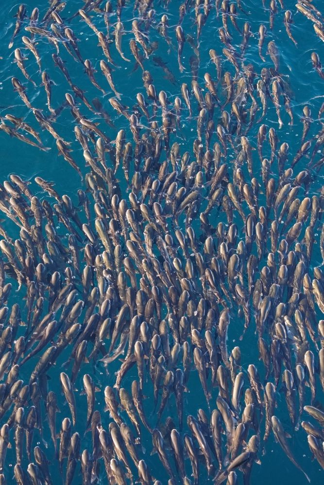 Fish Population Photos, Download The BEST Free Fish Population Stock ...