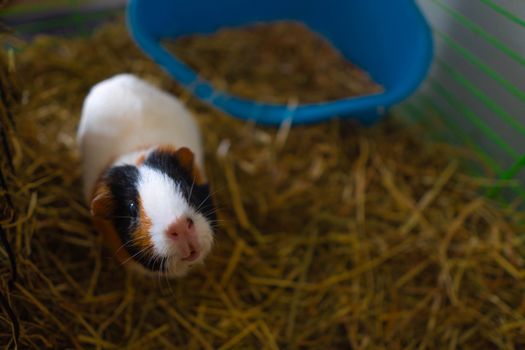 Close-Up Shot of a Guinea Pig