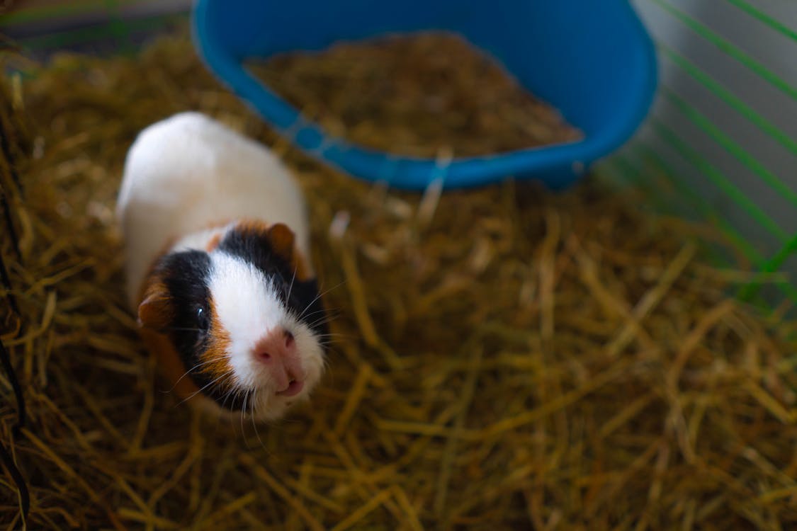 Free Close-Up Shot of a Guinea Pig Stock Photo