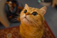 一只可爱的虎斑猫，睁着大眼睛、翘着胡须，凝视着室内