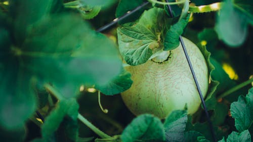 Kostenloses Stock Foto zu bio-lebensmittel, cantaloup-melone, essen