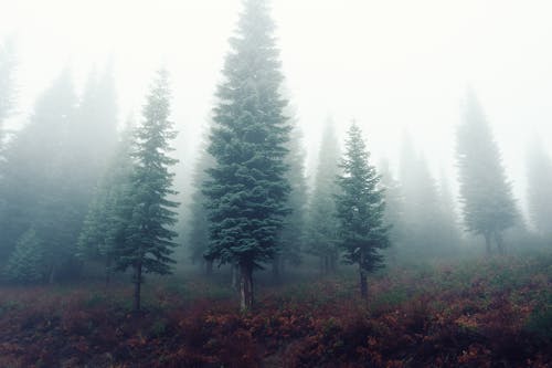 Foto d'estoc gratuïta de amb boira, arbres, boira