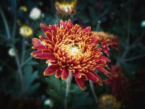 Free Close-Up Shot of an Aster in Bloom Stock Photo