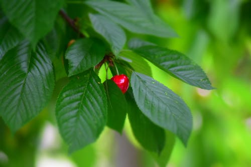 나뭇잎, 녹색, 빨간 체리의 무료 스톡 사진