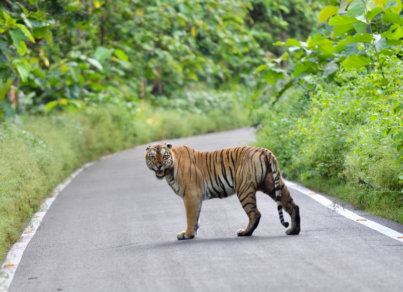 Bengal tiger on a forest road in Jim Corbett National Park