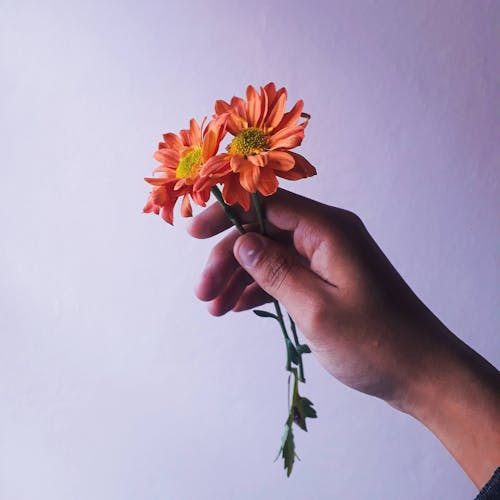 Free A Person Holding a Daisy Flowers in Full Bloom Stock Photo