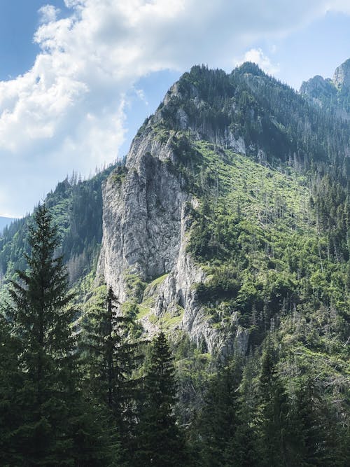 Kostenloses Stock Foto zu bäume, berg, landschaft