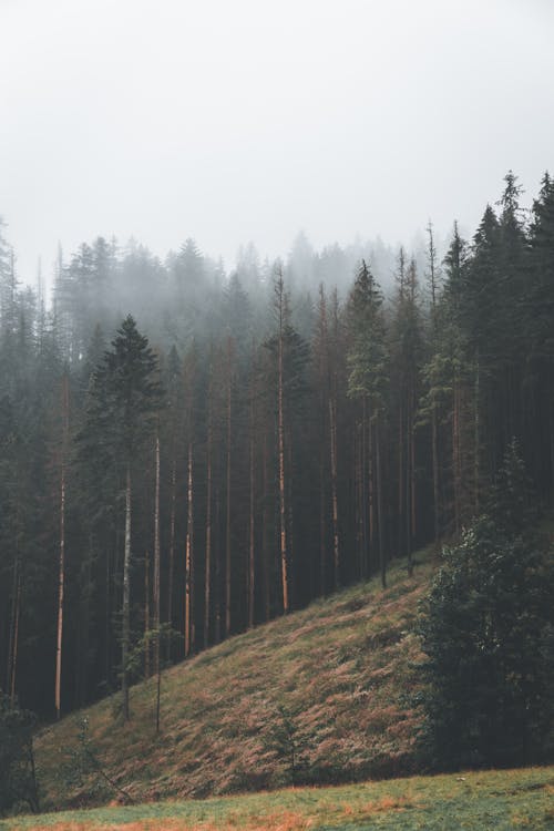 Kostenloses Stock Foto zu dunstig, holz, kiefern