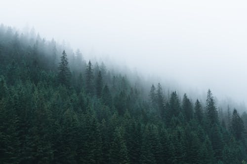 Free Pine Trees in the Forest Stock Photo