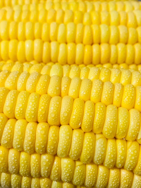 The Origin of Nicaraguan Corn Pancakes