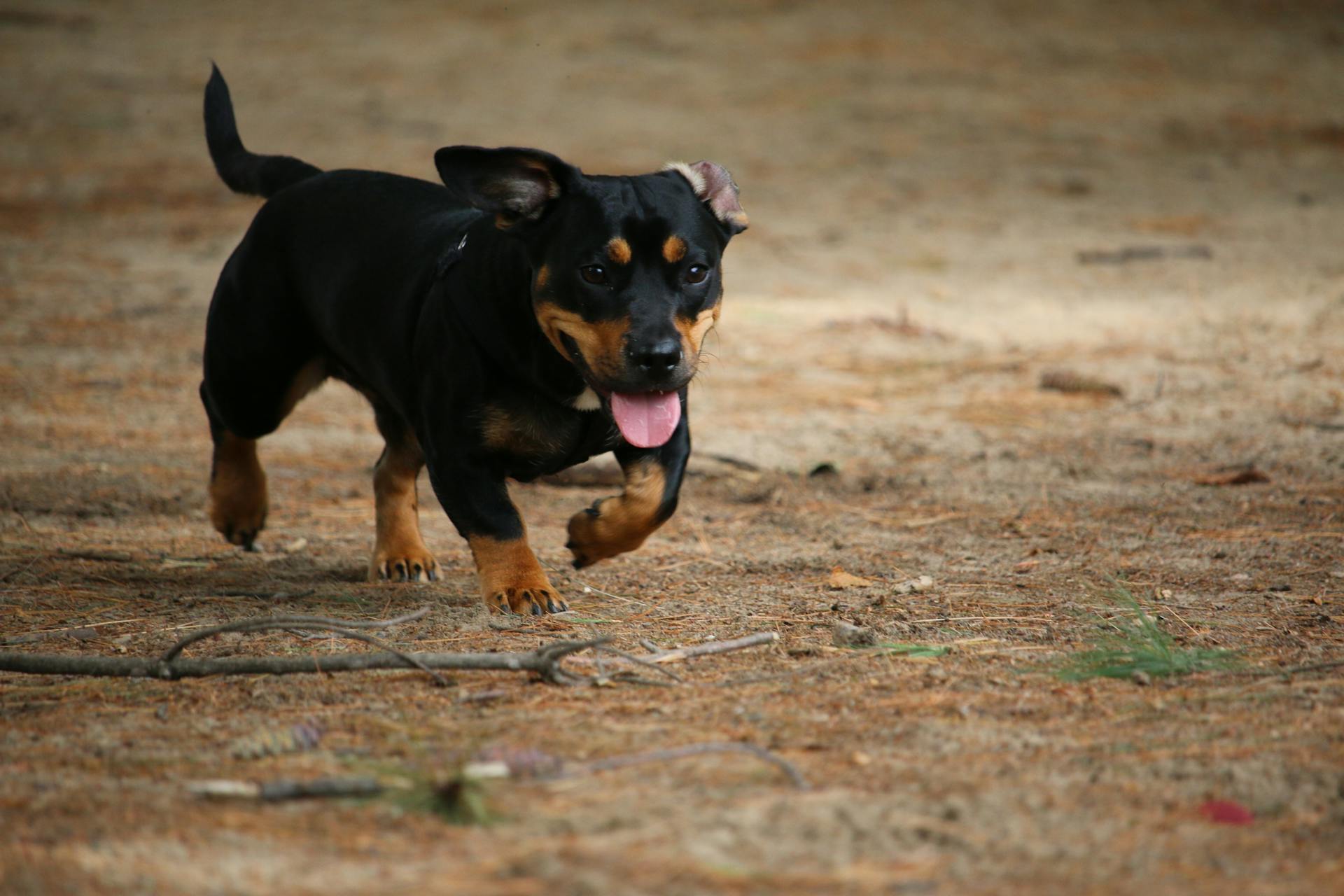 Close-Up Shot of a Miniature Pinscher Puppy Running