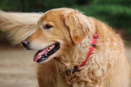 Close-Up Shot of a Golden Retriever