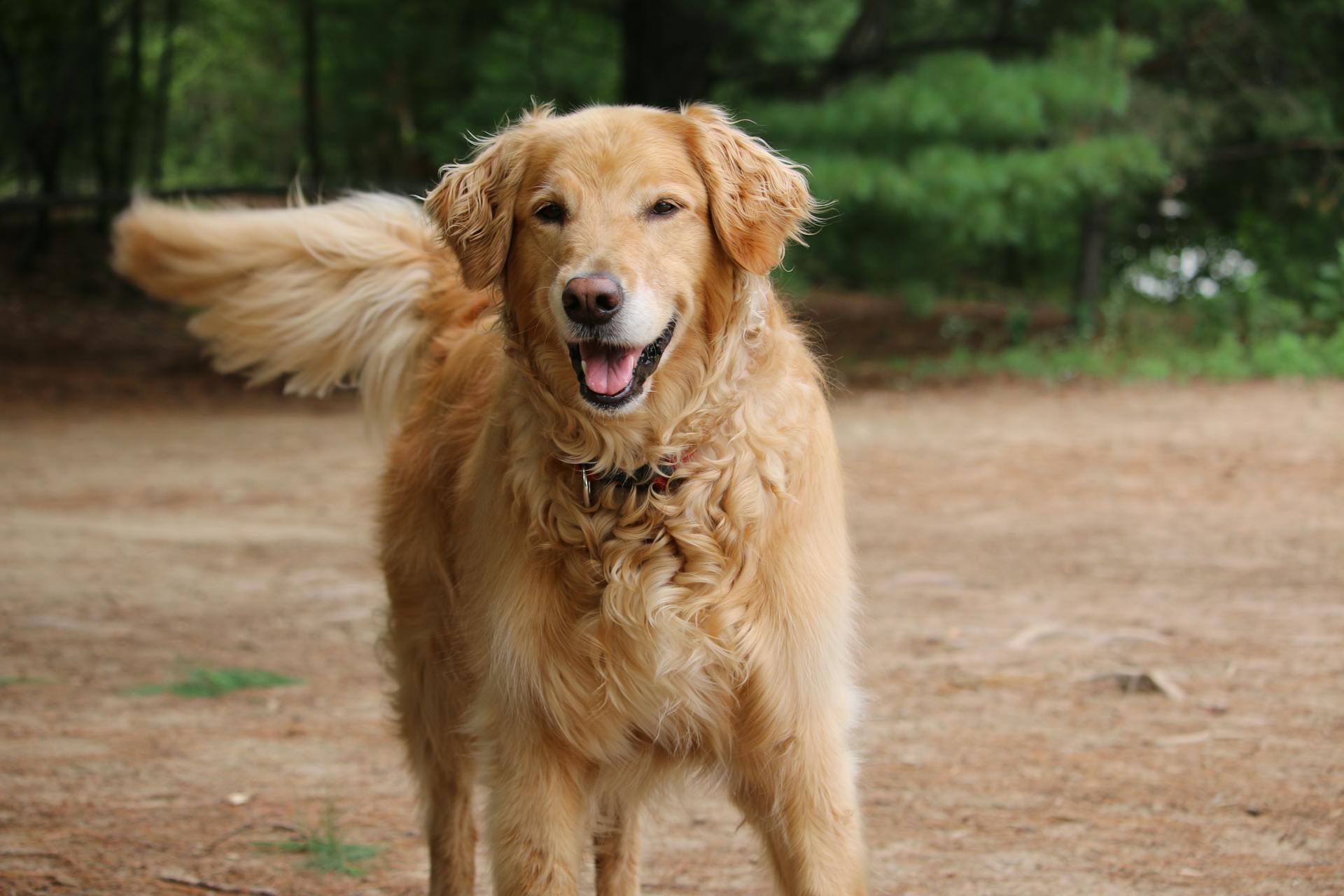 Close-Up Shot of a Golden Retriever