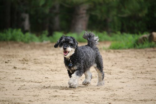 Close-Up Shot of a Black Furry Dog Walking