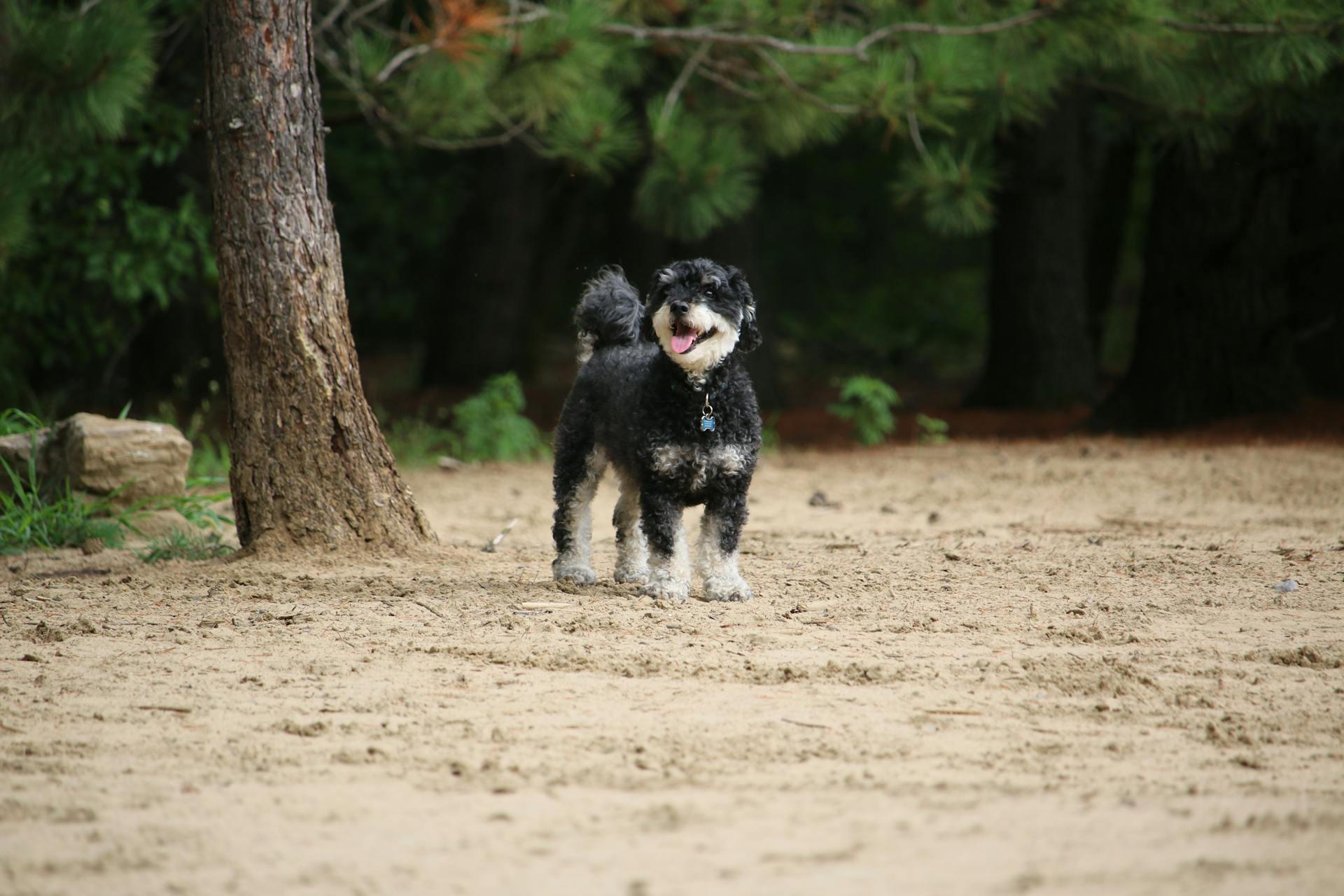 Portrait d'un chien