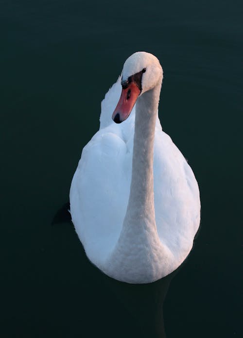 Close-Up Shot of a Swan on the Pond