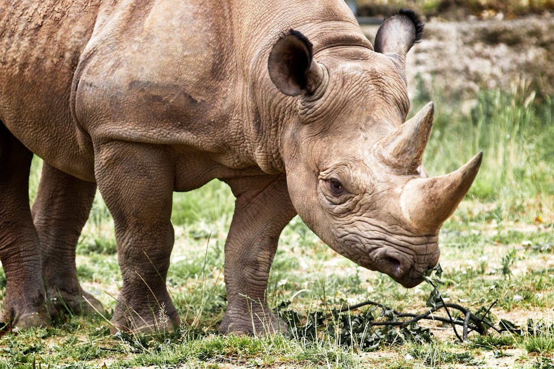 Close-Up Shot of a Rhinoceros on a Grassy Field