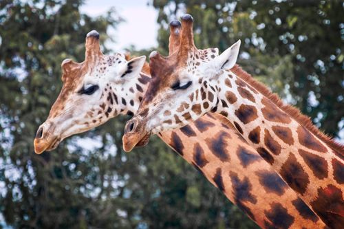 Free Close-up of two giraffes with long necks in their natural habitat, showcasing their unique patterns. Stock Photo