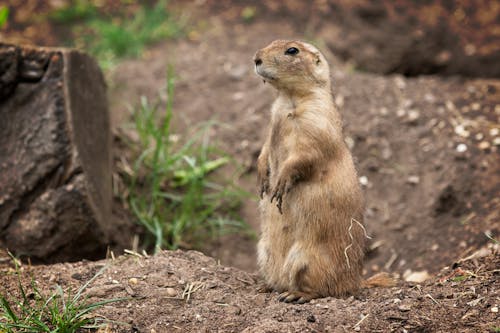 Free Close-Up Shot of a Prairie Dog Standing Stock Photo