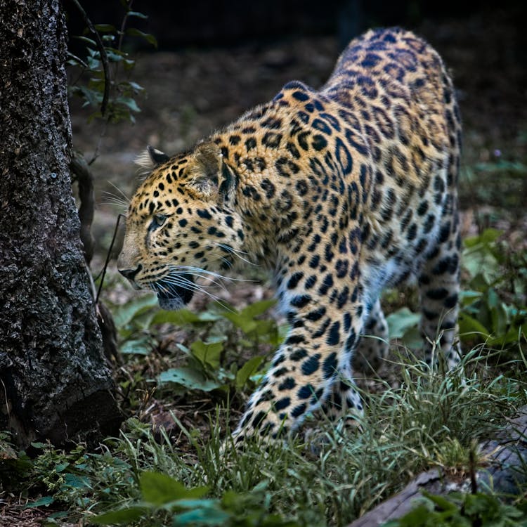 Free stock photo of animal, leopard