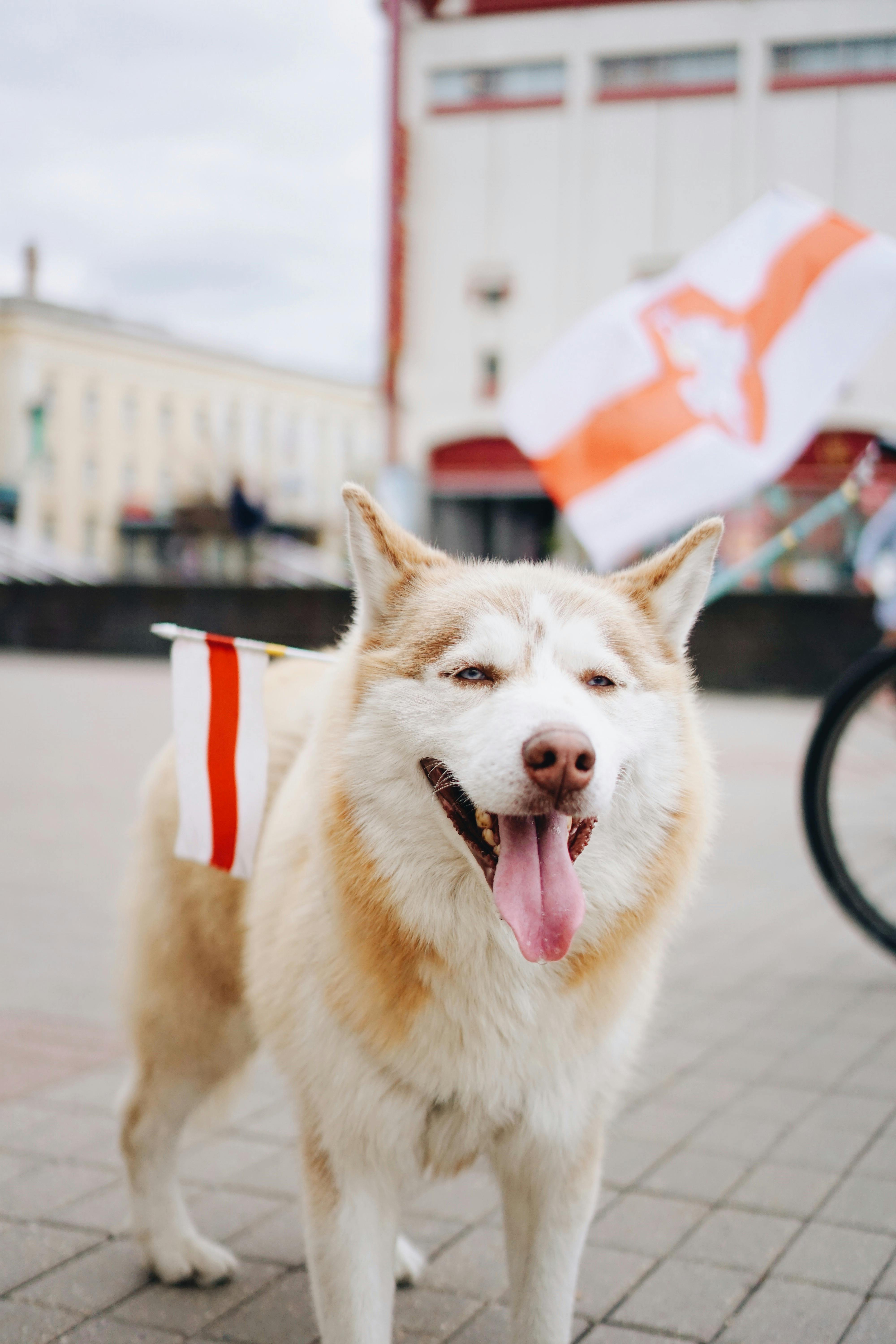 brown and white siberian husky