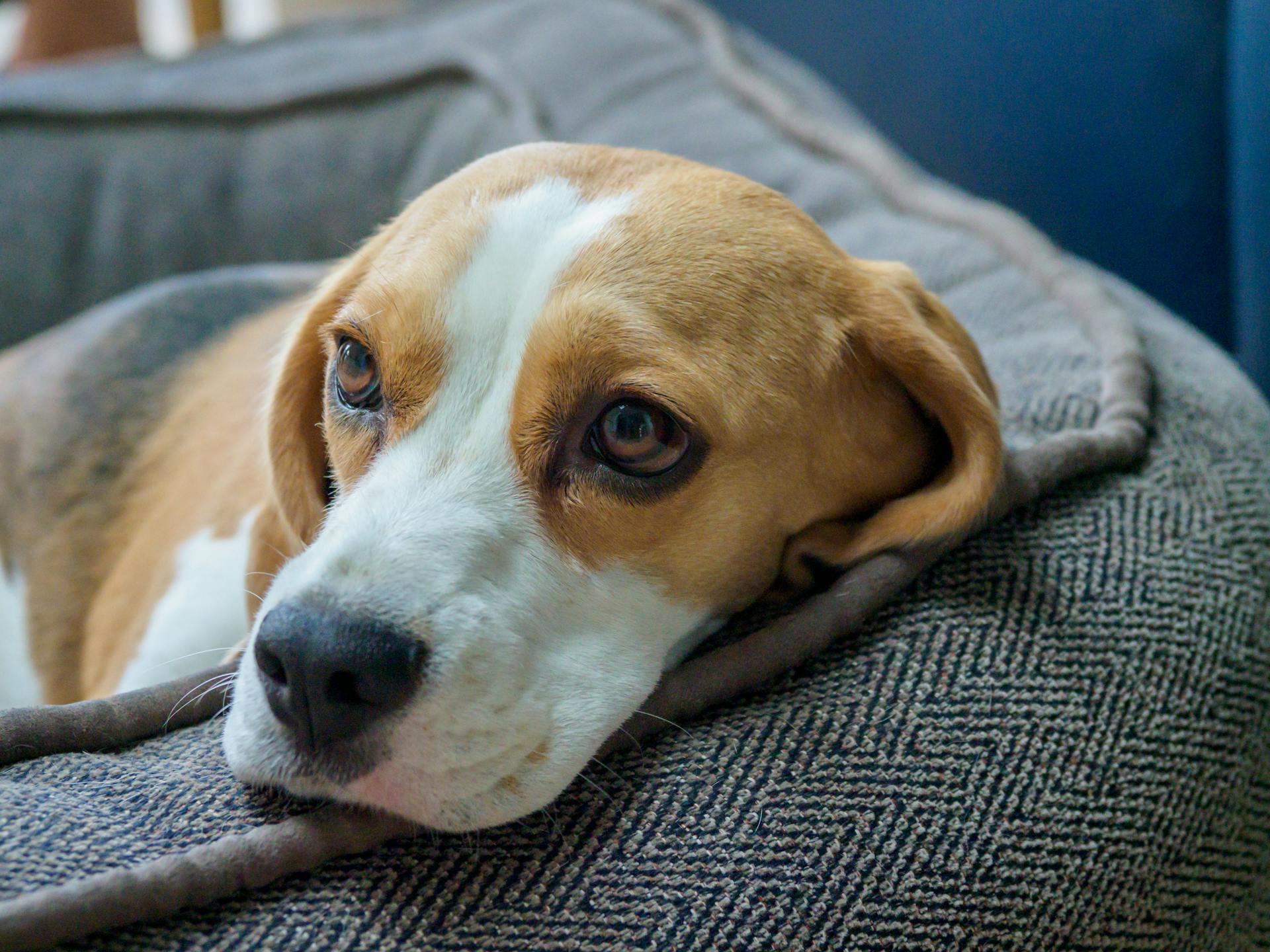 Close-Up Shot of a Beagle