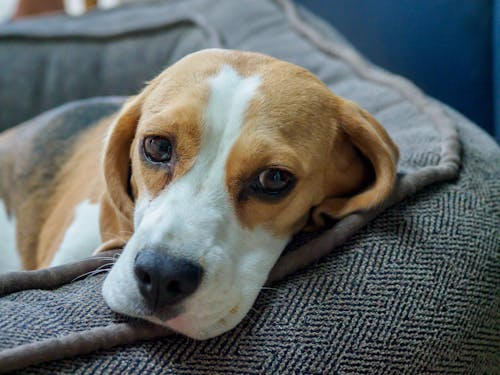 Free Close-Up Shot of a Beagle Stock Photo