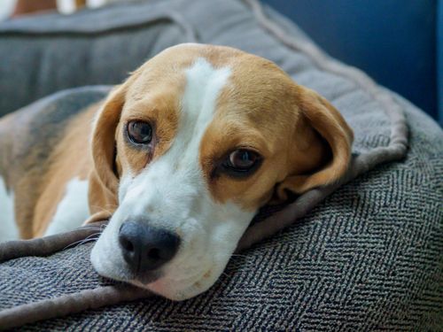 Free Cute beagle dog resting comfortably indoors, showcasing relaxed pose. Stock Photo
