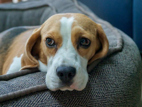 Foto stok gratis anjing, anjing beagle, berdarah murni