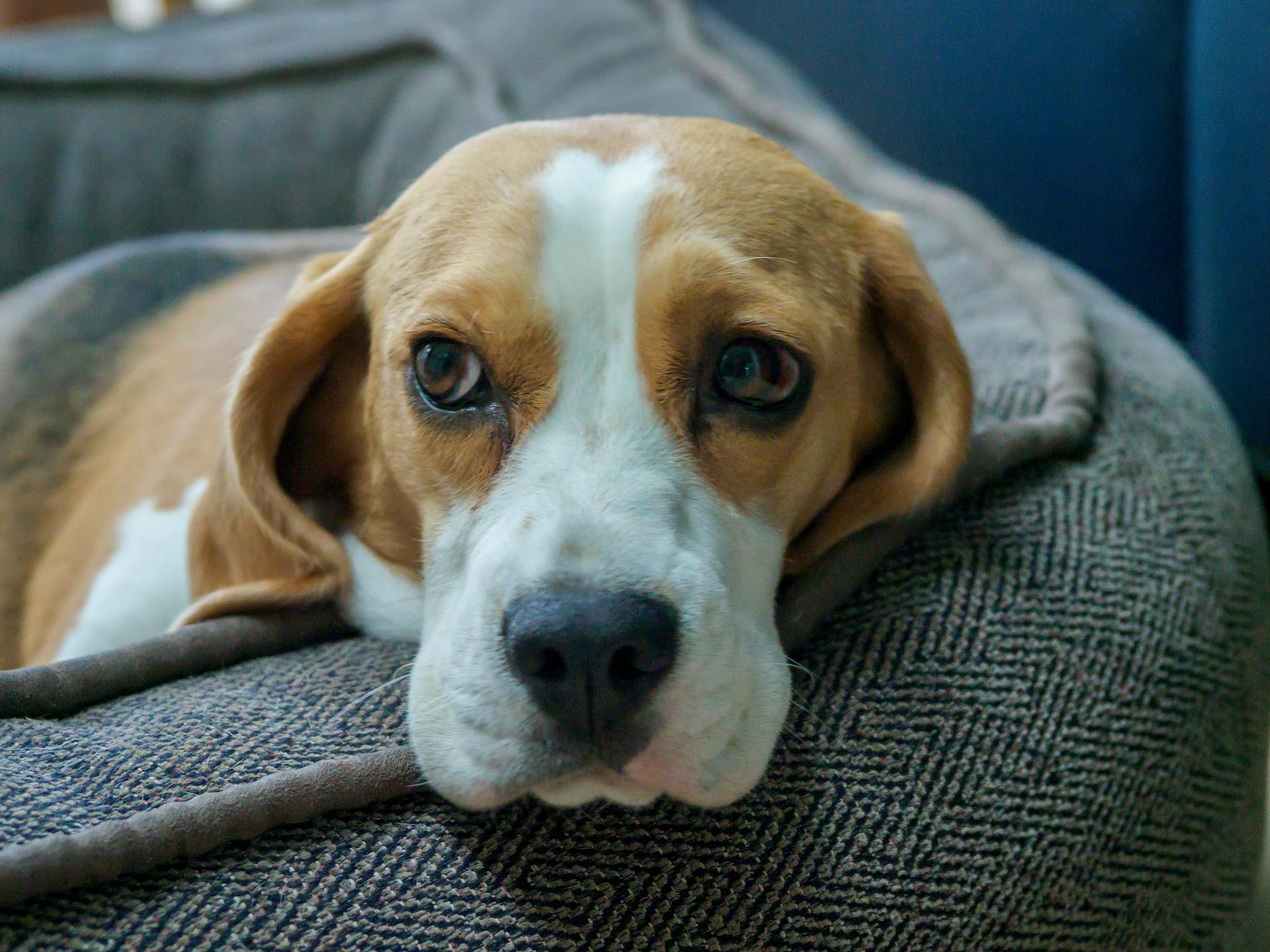 Close-Up Shot of a Beagle