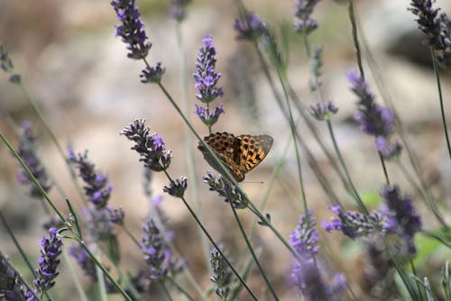 Close-Up Shot of a Butterfly Perched on a Lavender