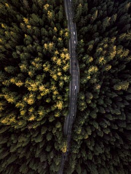 Stunning drone shot of a winding road through lush trees in Stanley Park, Vancouver.