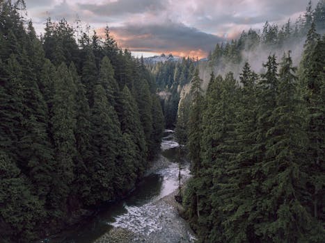 Aerial view of a river flowing through coniferous forest in Vancouver at sunset.