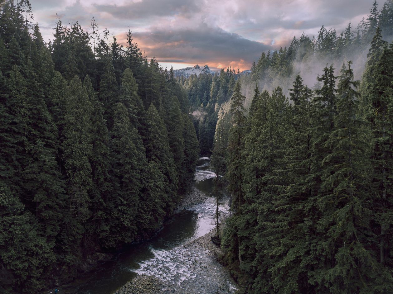 Aerial view of a conifer forest at sunset