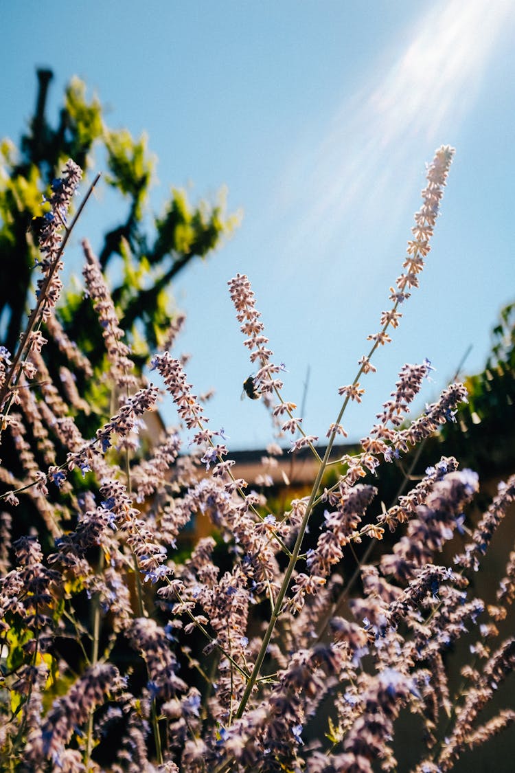 Blooming Heather Flowers In Sunny Valley