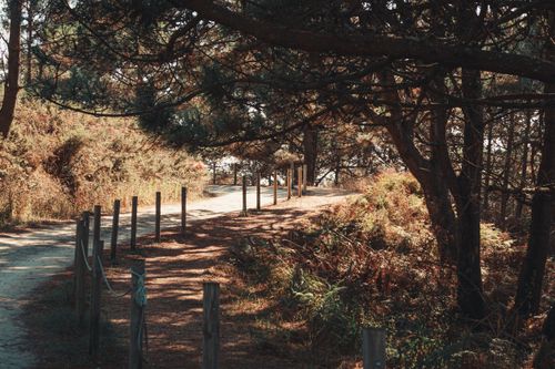 Free Empty asphalt road with wooden poles located in forest with dry vegetation and green trees in fall season in daylight Stock Photo