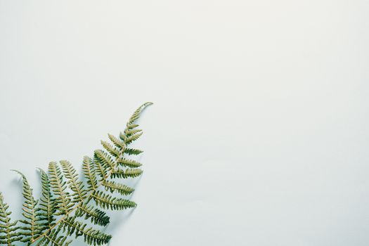 Green fern leaf with small spiky leaves on thin twigs placed on white background on empty surface in contemporary studio