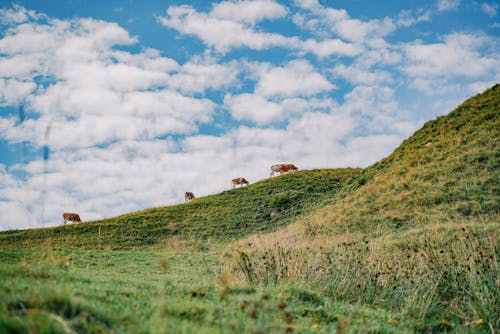 Безкоштовне стокове фото на тему «корови, пагорб, пасовище»