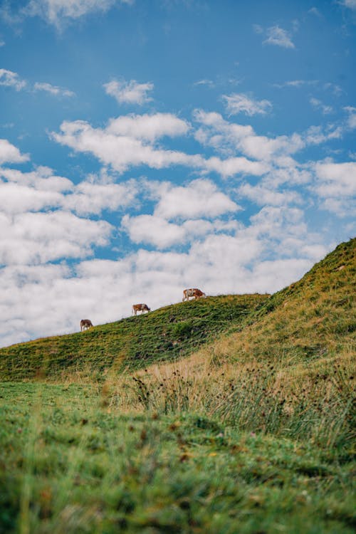 Foto stok gratis gunung, pedesaan, sapi